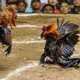 ung dung da ga truc tuyen