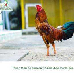 video ga da tien
