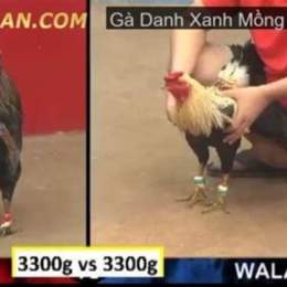 video gà xanh trích đá thomo