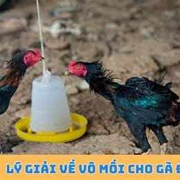 vô mồi gà đá
