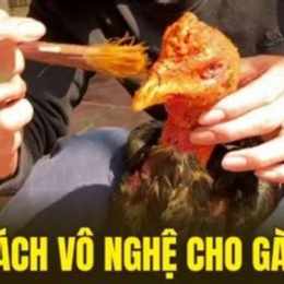 vô nghệ cho gà đá
