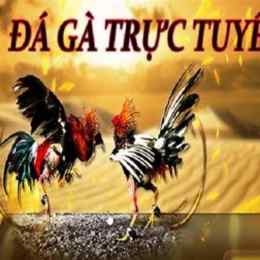 web đá gà trực tuyến