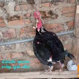 xem đá gà 79 chấm com