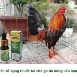 xem đá gà bổ 67