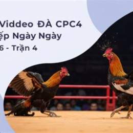 xem đá gà chấm tivi