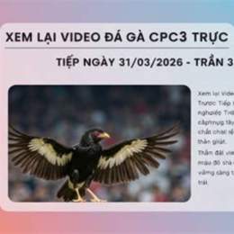 xem đá gà cpc3