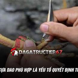 xem da ga cua dao hom nay