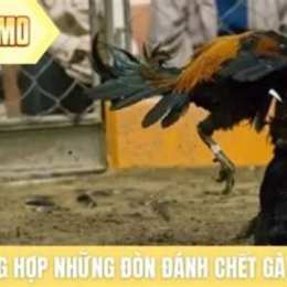 xem đá gà đòn những đòn chết gà