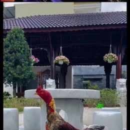 xem đá gà trực tiếp philippines