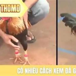 xem da ga tructiep