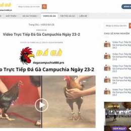 xem da gà tv