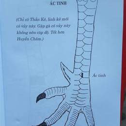 xem gà đá hay nhất