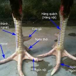 xem gà đòn đá