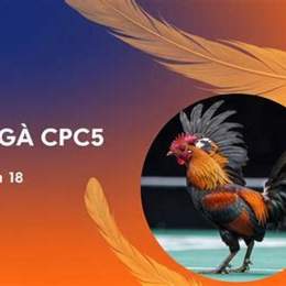 xem lại đá gà c5
