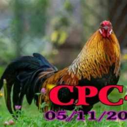 xem lại đá gà cpc4 hôm nay