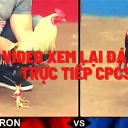 xem lại đá gà thomo c2 hôm nay
