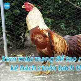 xem mạng gà đá