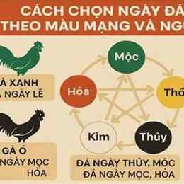 xem màu mạng gà đá theo ngũ hành