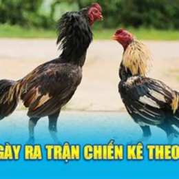 xem ngày ra trận gà đá
