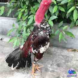 xem tuong ga tre da hay